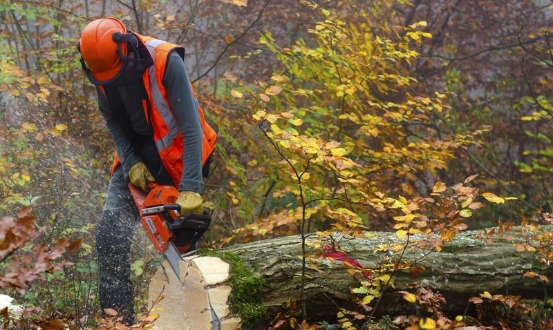 Local Tree Removal Professionals in Springfield