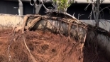 Insurance and Liability When Root Systems Damage Foundations