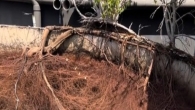 Insurance and Liability When Root Systems Damage Foundations