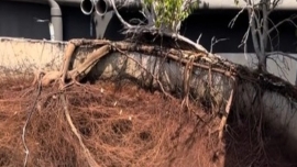 Insurance and Liability When Root Systems Damage Foundations