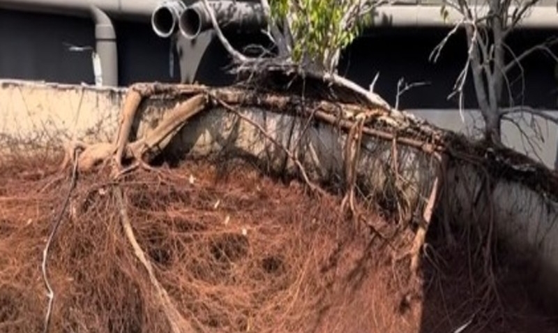 Insurance and Liability When Root Systems Damage Foundations