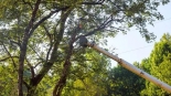Quality Tree Trimming Service to Keep Your Trees Healthy and Beautiful