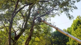 Quality Tree Trimming Service to Keep Your Trees Healthy and Beautiful