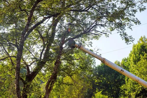 Quality Tree Trimming Service to Keep Your Trees Healthy and Beautiful