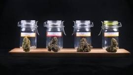 Shopping at a Reliable Dispensary with Confidence