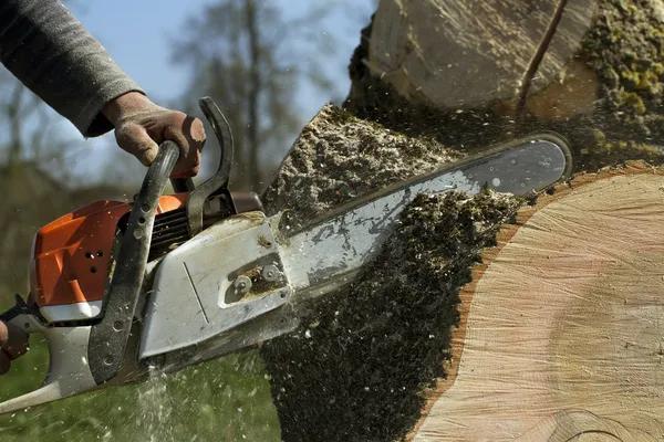 Reliable Tree Service in Springfield IL for Healthy and Safe Trees